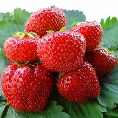 Клубника ВИМА ЗАНТА в Москве