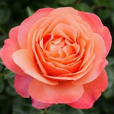 саженцы роз саженцы роз