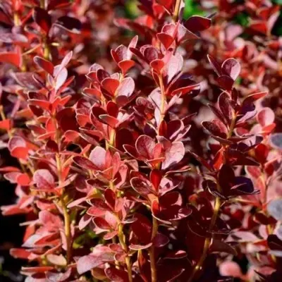 Барбарис ВУЛКАНО тунберга в Москве