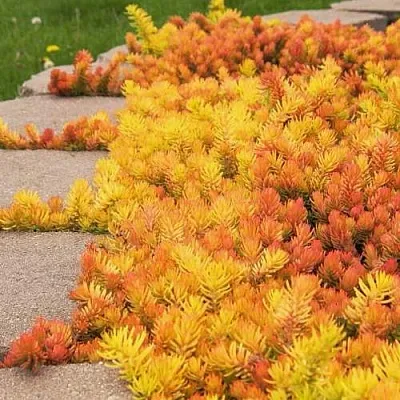 Очиток (седум) АНГЕЛИНА оттогнутый  Очиток (седум) АНГЕЛИНА оттогнутый в Москве