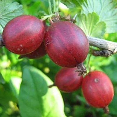 Крыжовник ЩЕДРЫЙ  Крыжовник ЩЕДРЫЙ в Москве