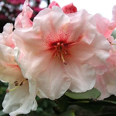 Рододендрон ХАНЯ	  Рододендрон ХАНЯ	 в Москве