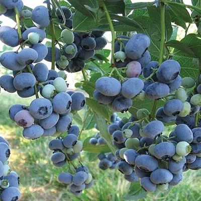 Голубика ЛИБЕРТИ в Москве