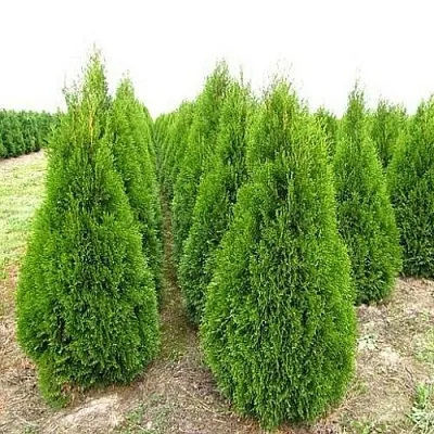 Туя СМАРАГД западная  Туя СМАРАГД западная в Москве