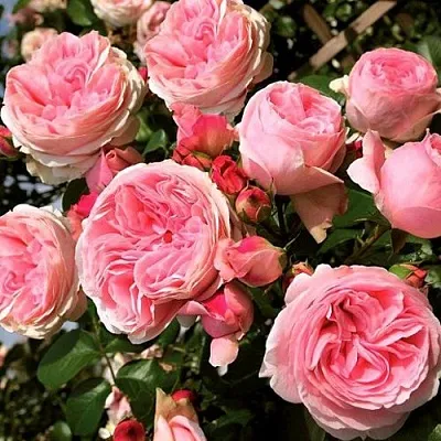Саженцы роз ДЖАРДИНА плетистая  Саженцы роз ДЖАРДИНА плетистая в Москве