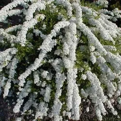 Спирея АРГУТА  Спирея АРГУТА в Москве