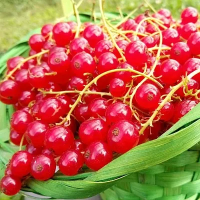 Красная  Красная в Москве