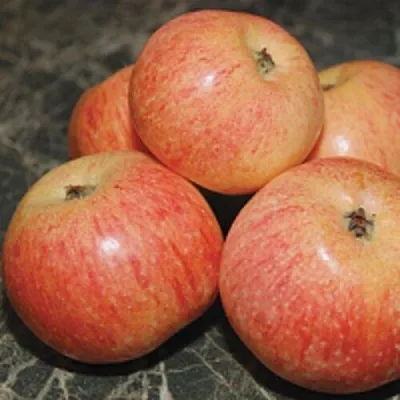 Яблоня КОНФЕТНОЕ — описание сорта Яблоня КОНФЕТНОЕ в Москве