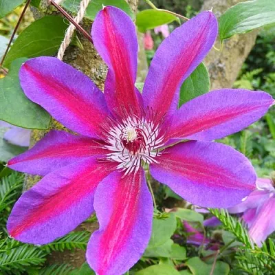 Клематис АКАИШИ  Клематис АКАИШИ в Москве