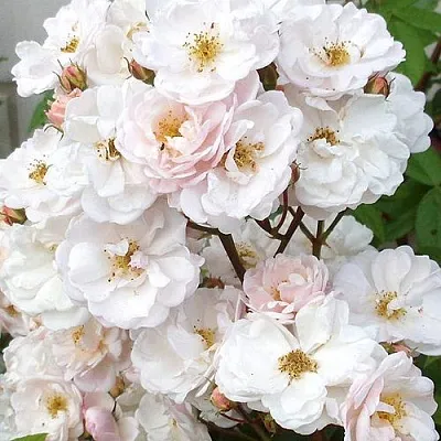 Мускусная  Мускусная в Москве