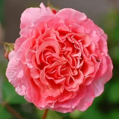 Саженцы роз ЛОРАН КАБРОЛЬ шраб — описание сорта Саженцы роз ЛОРАН КАБРОЛЬ шраб в Москве