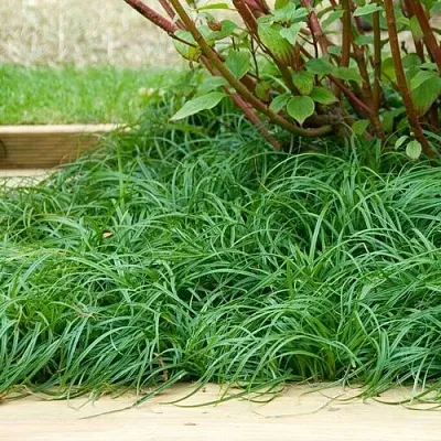 Осока БИТЛЗ  Осока БИТЛЗ в Москве