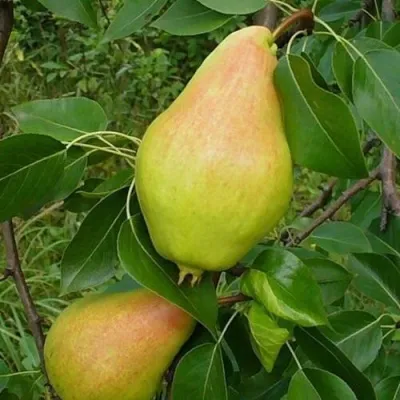 Груша ВИДНАЯ в Москве