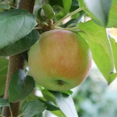 Яблоня ПОДСНЕЖНИК стелющаяся  Яблоня ПОДСНЕЖНИК стелющаяся в Москве