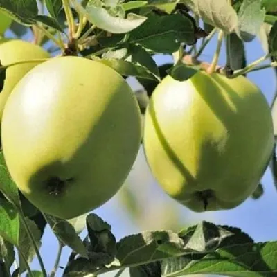 Яблоня САХАРНАЯ  Яблоня САХАРНАЯ в Москве