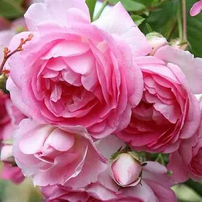 Саженцы роз ЖАСМИНА плетистая  Саженцы роз ЖАСМИНА плетистая в Москве