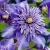 Клематис МУЛЬТИ БЛЮ в Москве