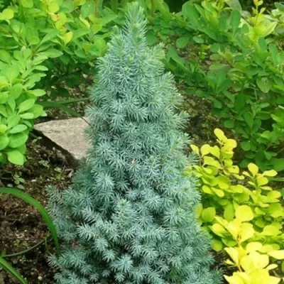 Ель КОНИКА сизая — описание сорта Ель КОНИКА сизая в Москве