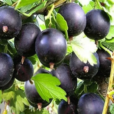 Крыжовник ЧЕРНОМОР в Москве