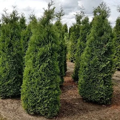 Туя ХОЛМСТРУП западная в Москве