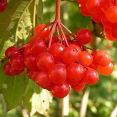 Калина ПАМЯТИ ВАЛЕНТИНЫ  Калина ПАМЯТИ ВАЛЕНТИНЫ в Москве