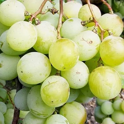 Виноград КЕША МУСКАТ в Москве