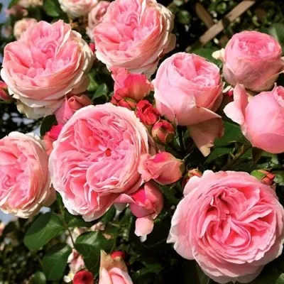 Саженцы роз ДЖАРДИНА плетистая — описание сорта Саженцы роз ДЖАРДИНА плетистая в Москве