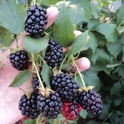 Ежевика ОУАЧИТА бесшипная — описание сорта Ежевика ОУАЧИТА бесшипная в Москве