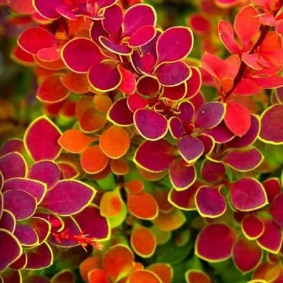 Барбарис ОРАНЖ САНРАЙЗ тунберга  Барбарис ОРАНЖ САНРАЙЗ тунберга в Москве