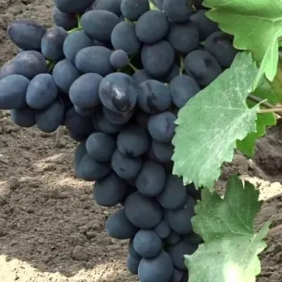 Виноград ЗАБАВА в Москве