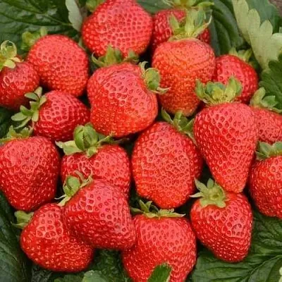 Клубника САН АНДРЕАС ремонтантная  Клубника САН АНДРЕАС ремонтантная в Москве