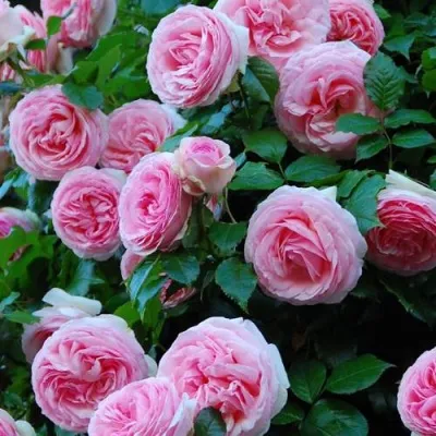 Саженцы роз ПЬЕР ДЕ РОНСАР плетистая — описание сорта Саженцы роз ПЬЕР ДЕ РОНСАР плетистая в Москве