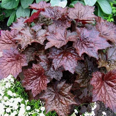 Гейхера ПАЛАС ПУРПЛ  Гейхера ПАЛАС ПУРПЛ в Москве