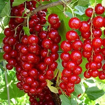 Смородина красная ЙОНКЕР ВАН ТЕТС в Москве