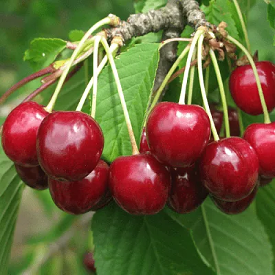 Черешня ГРОНКОВАЯ  Черешня ГРОНКОВАЯ в Москве