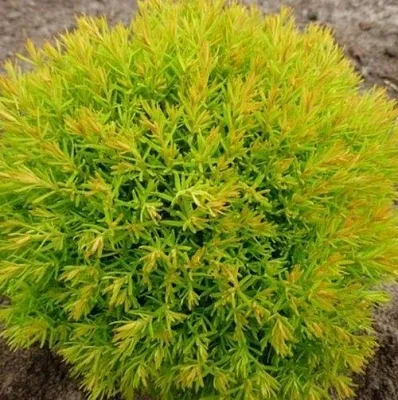 Туя АННИЕК западная  Туя АННИЕК западная в Москве