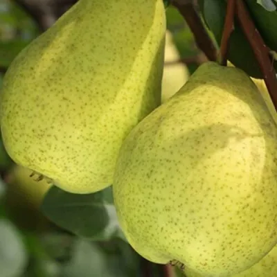 Груша СКАЗОЧНАЯ  в Москве