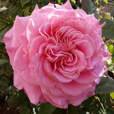 Саженцы роз ЭШЛИ чайно-гибридная — описание сорта Саженцы роз ЭШЛИ чайно-гибридная в Москве