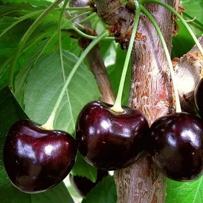 Черешня ДОНЕЦКИЙ УГОЛЁК  Черешня ДОНЕЦКИЙ УГОЛЁК в Москве