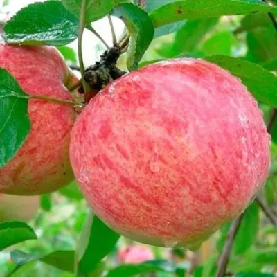 Яблоня КОРИЧНОЕ ПОЛОСАТОЕ — описание сорта Яблоня КОРИЧНОЕ ПОЛОСАТОЕ в Москве