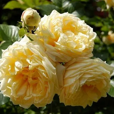 Саженцы роз НАДЯ МЕЙДИЛАНД почвопокровная  Саженцы роз НАДЯ МЕЙДИЛАНД почвопокровная в Москве