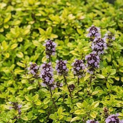 Тимьян АУРЕУС лимоннопахнущий  Тимьян АУРЕУС лимоннопахнущий в Москве