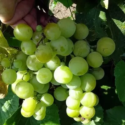 Виноград БАРС — описание сорта Виноград БАРС в Москве