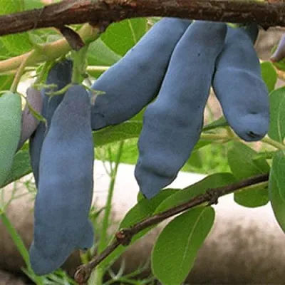 Жимолость съедобная ЛЕНИНГРАДСКИЙ ВЕЛИКАН в Москве