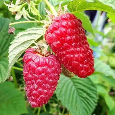 Малина ПШЕХИБА  Малина ПШЕХИБА в Москве