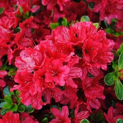 Азалия ХИНО КРИМСОН японская  Азалия ХИНО КРИМСОН японская в Москве