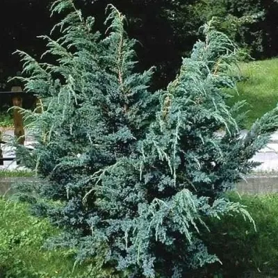 Можжевельник БЛЮ АЛЬПС китайский в Москве