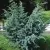 Можжевельник БЛЮ АЛЬПС китайский в Москве