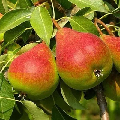 груша ГЕРА груша ГЕРА