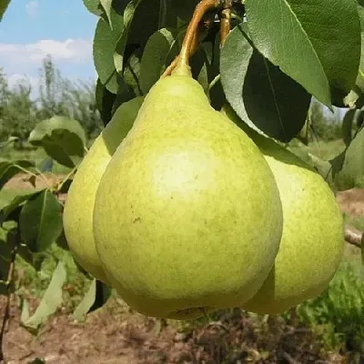 Груша МЕДОВАЯ колонновидная  Груша Медовая Колонновидная в Москве